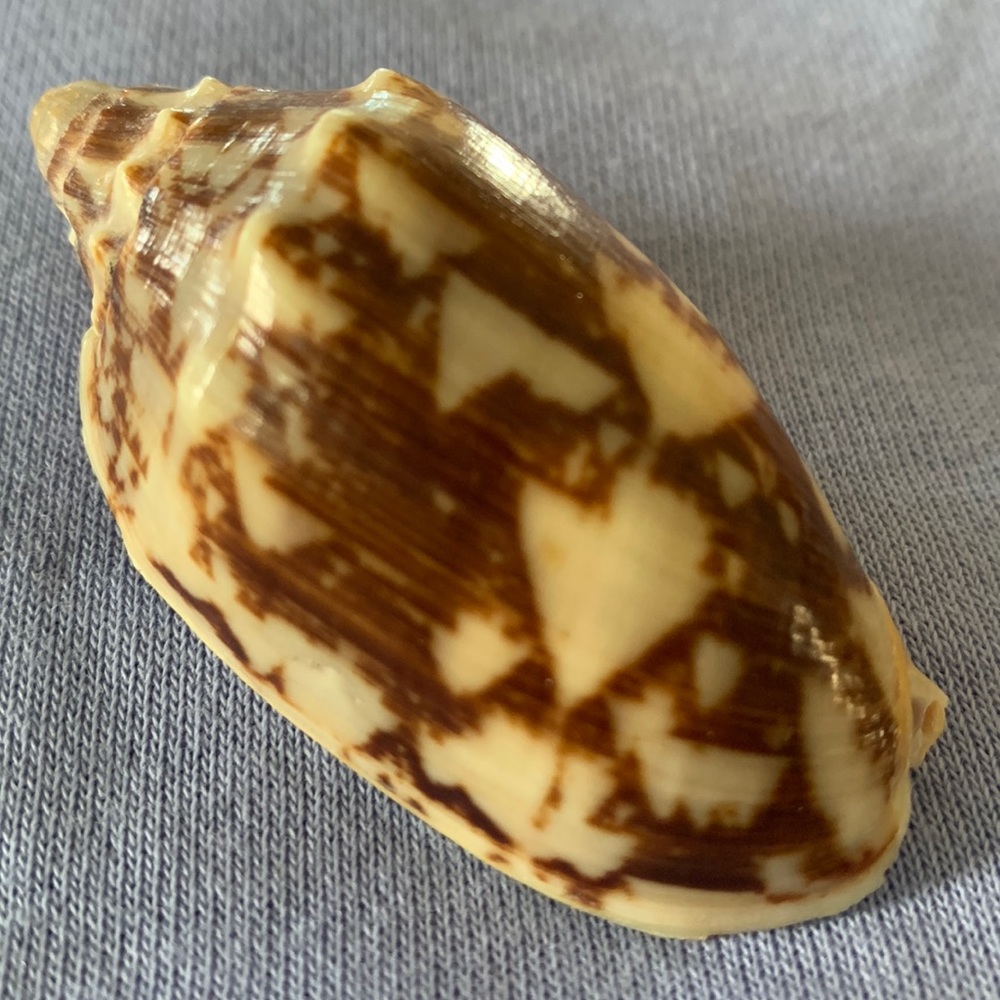Bat Volute shell - Picture 2 of 7